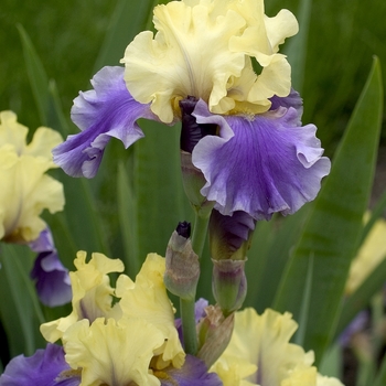 German Iris