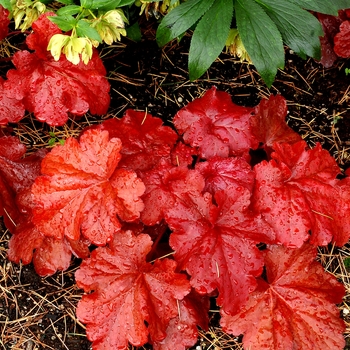 Coral Bells