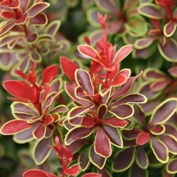 Admiration Barberry Admiration Barberry