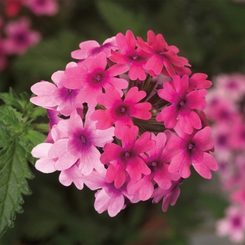 Verbena 