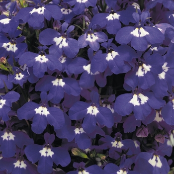 Lobelia