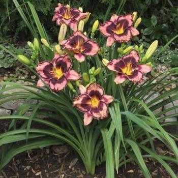 Daylily