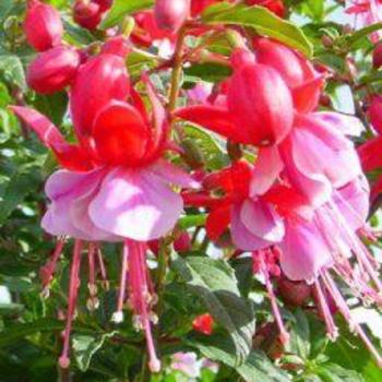 Fuchsia