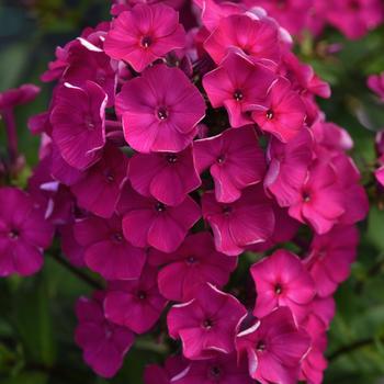 Garden Phlox Garden Phlox