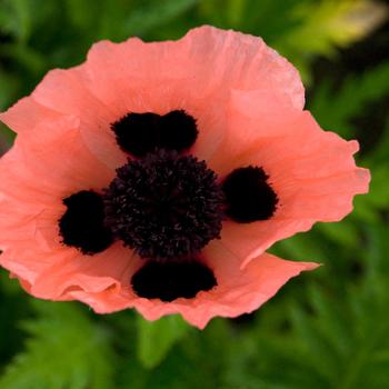 Oriental Poppy