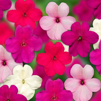 Impatiens