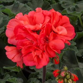 Geranium, Zonal