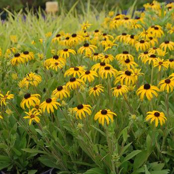 Black Eyed Susan