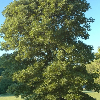 White Oak White Oak