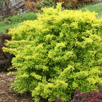 'Sunjoy Citrus®' Barberry 'Sunjoy Citrus®' Barberry