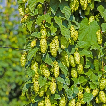 Hops