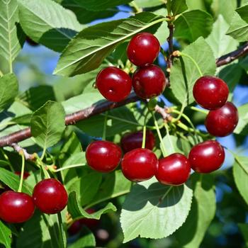 Cherry, Bush