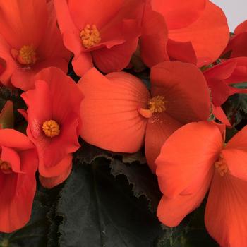 Florencio™ 'Orange'