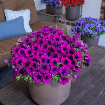Surfinia&reg; Heavenly Cabernet