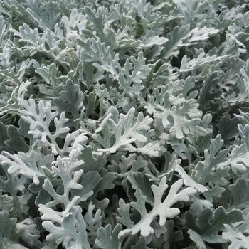 Silver Dust