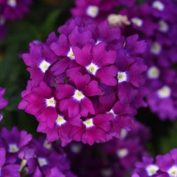 Firehouse&trade; 'Violet Wink'