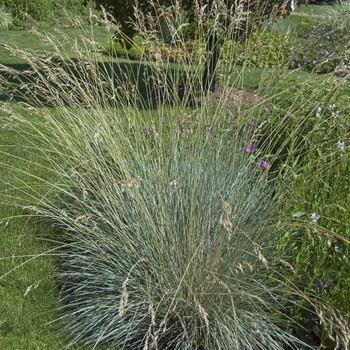 Blue Oat Grass