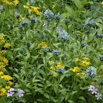 Solomon's Seal