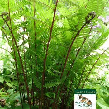 Red Lady Fern