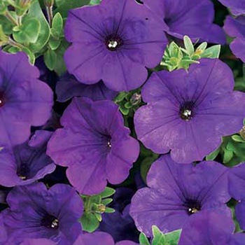 Supertunia® Royal Velvet™