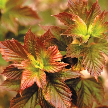 ''Redwing'' American Cranberry Viburnum