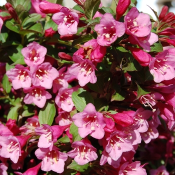 'Minuet' Weigela