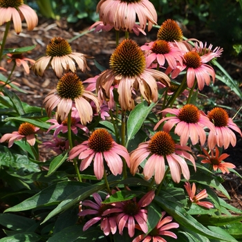 Coneflower