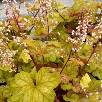 Coral Bells