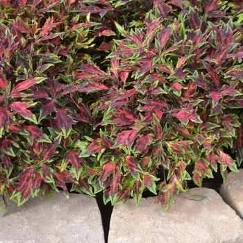 Coleus