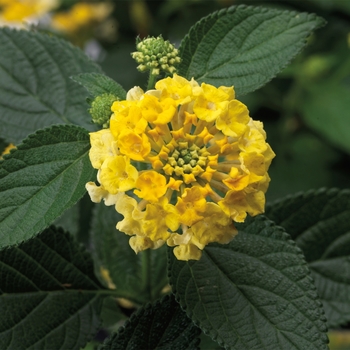 Lantana