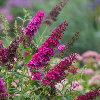 Butterfly Bush