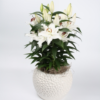 Oriental Lily