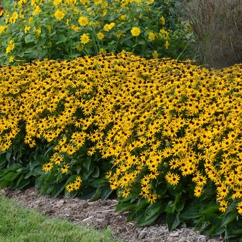 Black-Eyed Susan