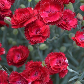 Border Carnation