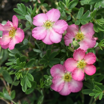 Happy Face Hearts® Potentilla