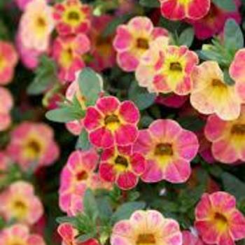 Calibrachoa (Million Bells)