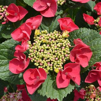 Cherry Explosion Hydrangea