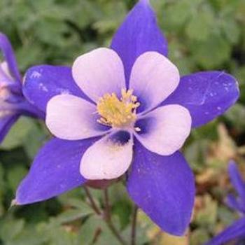 Columbine