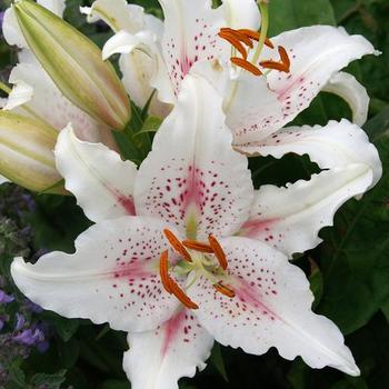 Oriental Lily