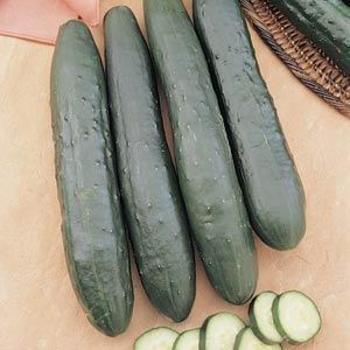 Cucumber