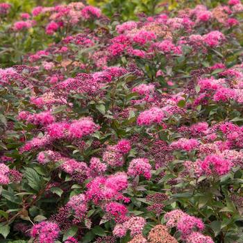 Plumtastic Spirea