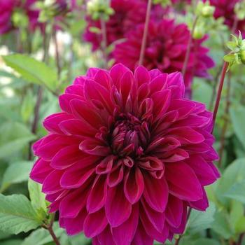 Dahlia