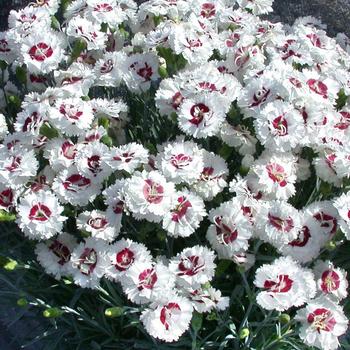 Border Carnation