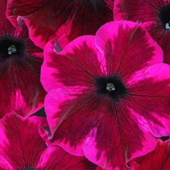 Crazytunia® 'Cosmic Purple'