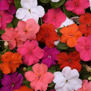 Impatiens 