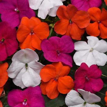 Impatiens