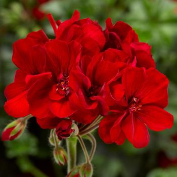 Geranium, Zonal