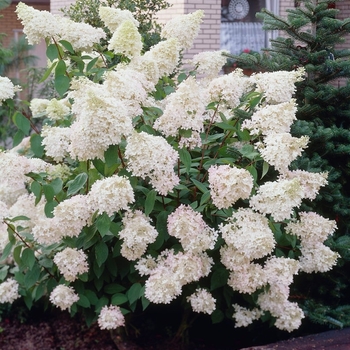 'Phantom' Hydrangea