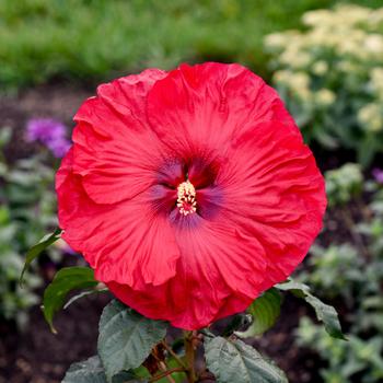 Summerific® 'Valentine's Crush' Rose Mallow