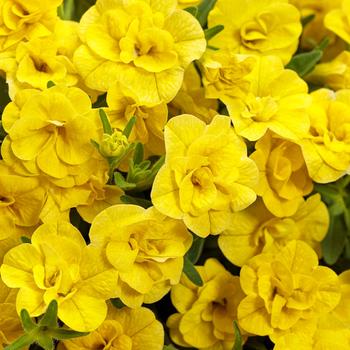 Superbells® Double Yellow